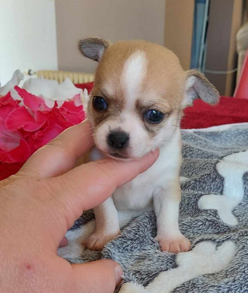 barranca del cobre - Chihuahua - Portée née le 12/07/2024